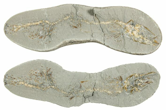 Fossil Capelin Fish (Mallotus) Nodule - Ontario #242451